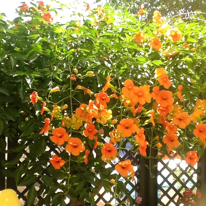 Ipad Marianne 512.JPG